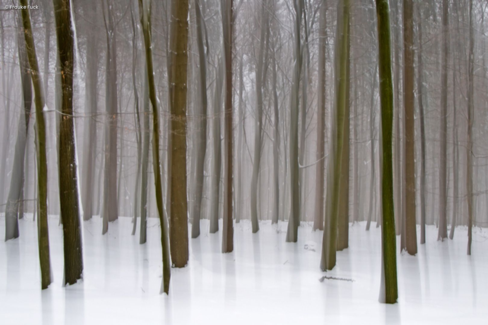 Wald im Schnee