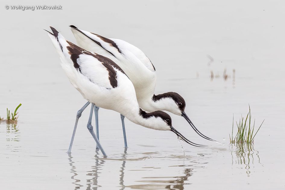 2 Vögel trinke aus Wasser