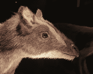 Urpferdchen mit Fell