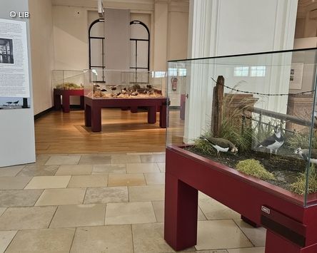 Ausstellungsvitrinen