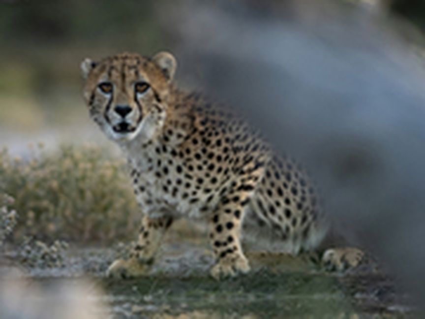 Leopard