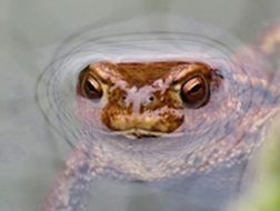 Frosch lugt aus dem Wasser