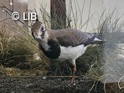 Vogelpräparat