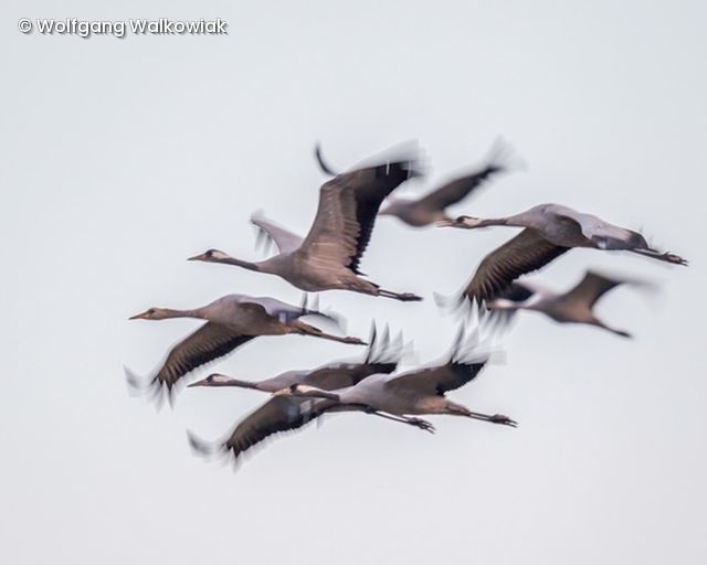 Fliegender Zugvogelschwarm 
