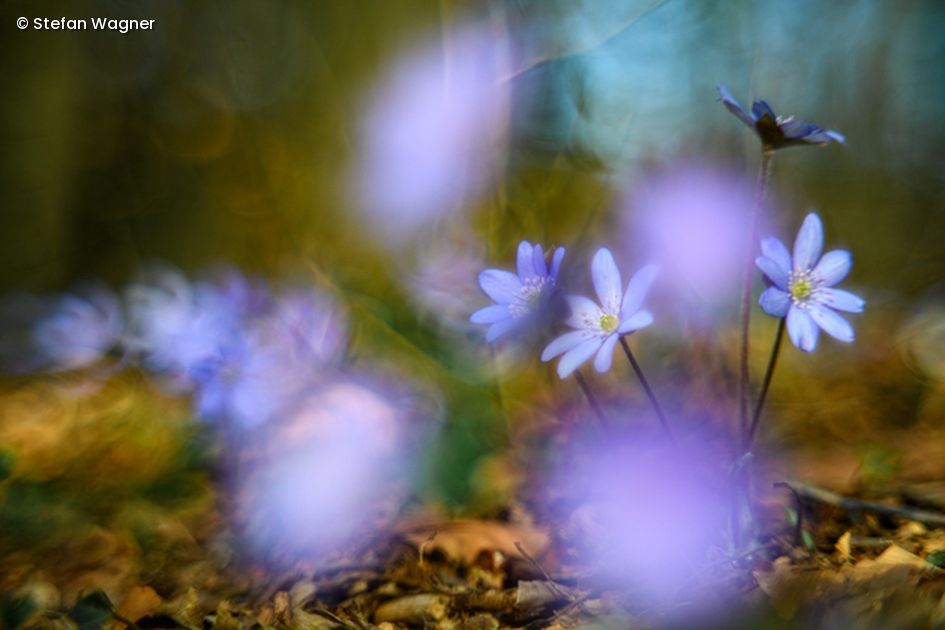 Lila Blumen