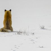 Fuchs sitzt im Schnee