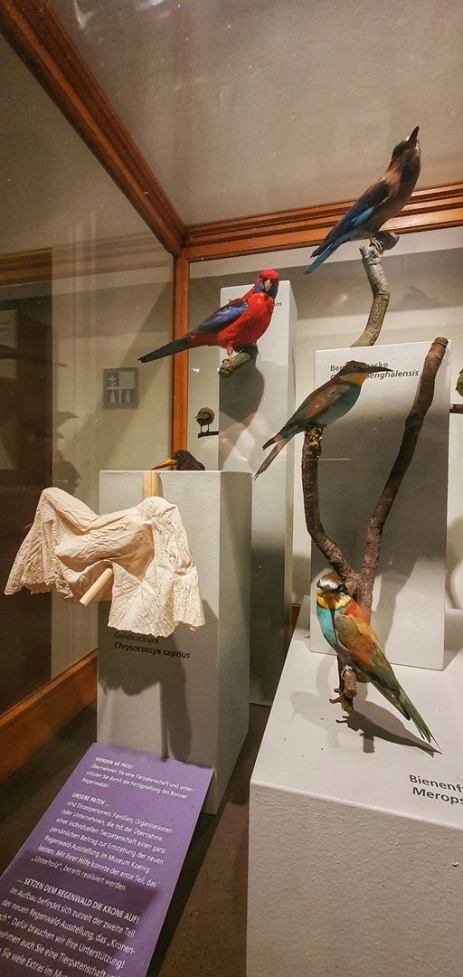 Enterventionale Ausstellungsraum mit Vögeln