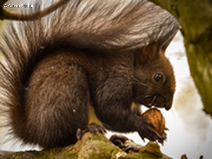 Eichhörnchen frisst Nuss