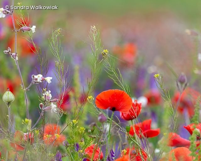 Bunte Blumenwiese