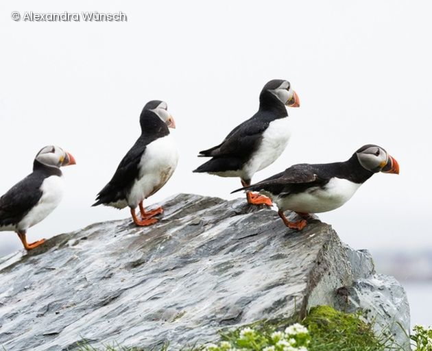 Gruppe von Vögeln auf Fels