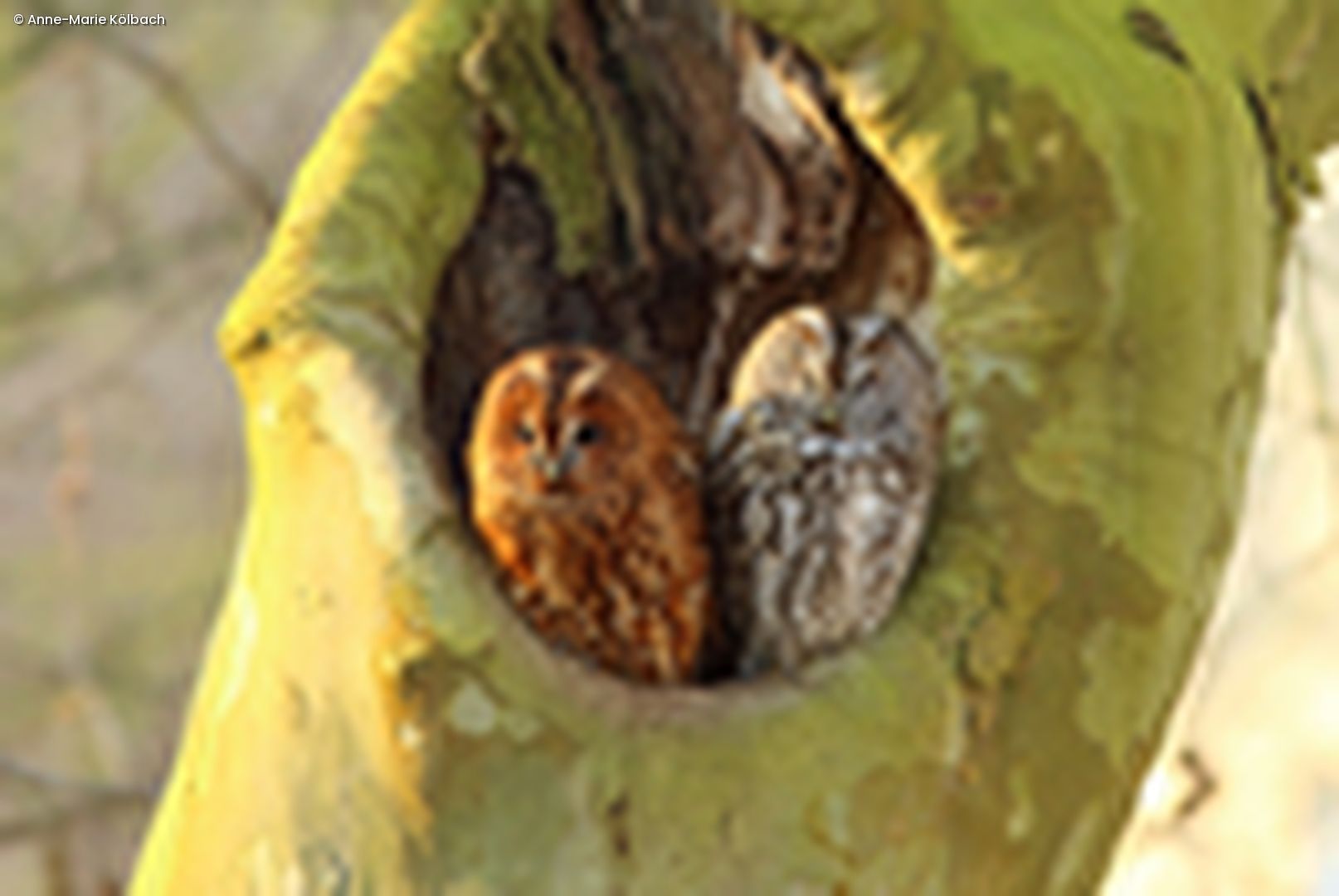 Waldkauzpärchen