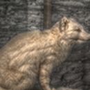 Tierpräparat