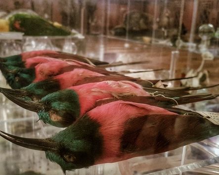 Vogelpräparate in Ausstellungsraum