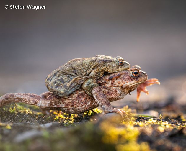 1 Frosch sitzt auf anderem