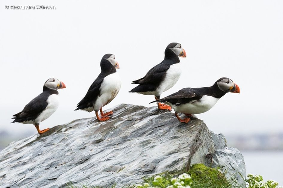 Gruppe von Vögeln auf Fels