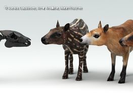 Urpferdchen in verschiedenen Entwicklungsstadien